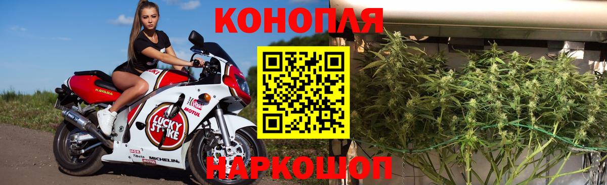 Конопля гибрид  Конопля MAZAR  Зима  Бошки Шишки семена  Марихуана сатива  Вход с VPN 
